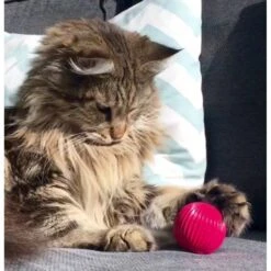 Pet Qwerks Babble Ball Kitten Toy With Catnip -Cat Supplies 102237 PT2. AC SS1800 V1589901125