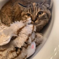 Snuggle Puppy Original Snuggle Kitty Plush Cat Behavioral Aid Anxiety Relief 16 Snuggle Puppy Original Snuggle Kitty Plush Cat Behavioral Aid Anxiety Relief -Cat Supplies 108168 PT6. AC SS1800 V1688150248