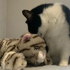 Snuggle Puppy Original Snuggle Kitty Plush Cat Behavioral Aid Anxiety Relief 17 Snuggle Puppy Original Snuggle Kitty Plush Cat Behavioral Aid Anxiety Relief -Cat Supplies 108168 PT7. AC SS1800 V1688149016