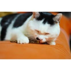 CatTwig Silver Vine Stick Cat Chew Toy -Cat Supplies 125648 PT5. AC SS1800 V1495567035