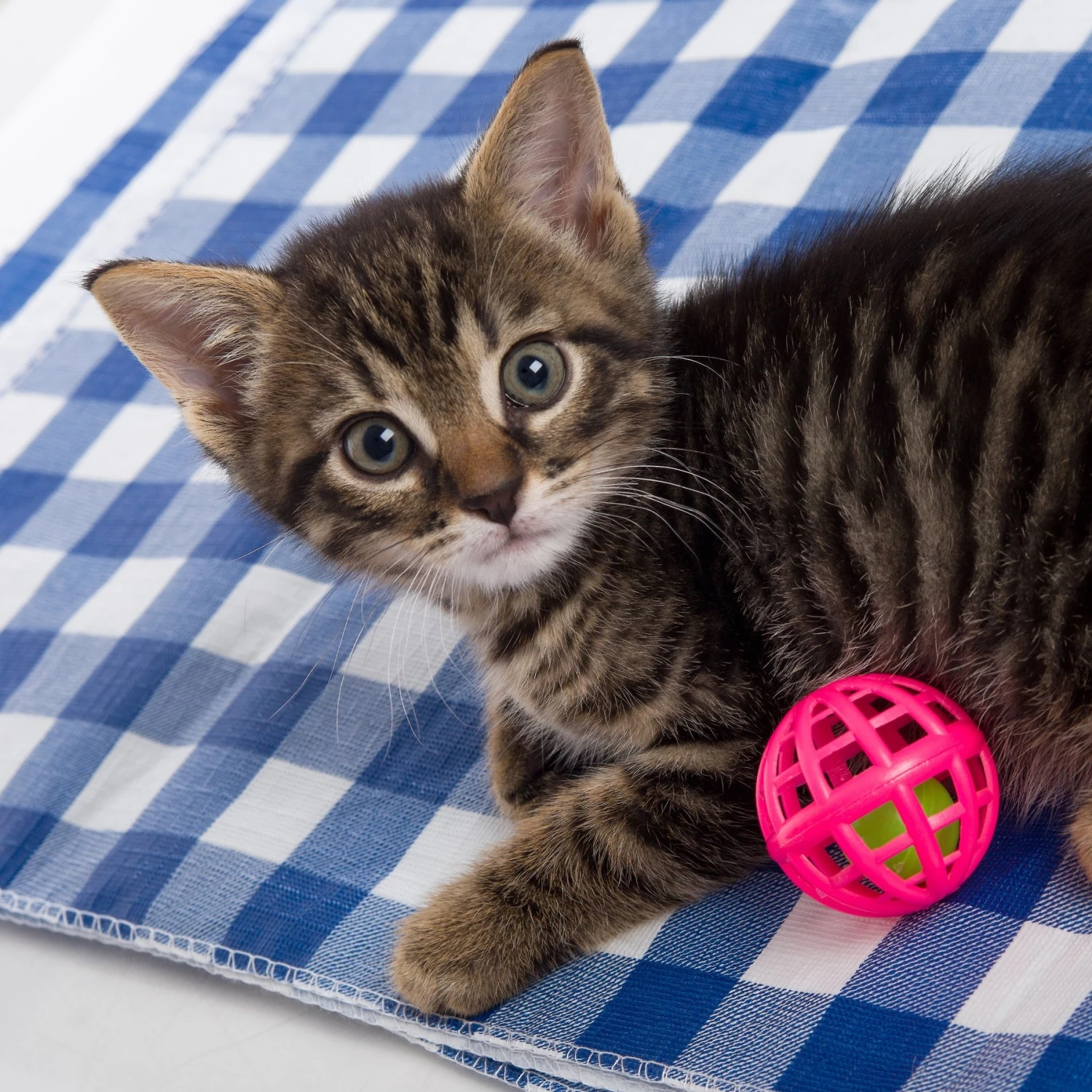 Hartz Just For Cats Toy Variety Pack, 13 Count 8 Hartz Just For Cats Toy Variety Pack, 13 Count - Image 6