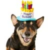 Frisco Birthday Cake Dog & Cat Hat 1 Frisco Birthday Cake Dog & Cat Hat -Cat Supplies 139518 MAIN. AC SS1800 V1540401491