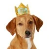 Frisco Happy Birthday Dog & Cat Crown 1 Frisco Happy Birthday Dog & Cat Crown -Cat Supplies 153665 MAIN. AC SS1800 V1551230974