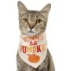 Frisco Mommy's Lil Pumpkin Dog & Cat Bandana -Cat Supplies 158936 MAIN. AC SS1800 V1689628232