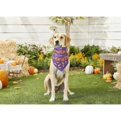 Frisco I Do Tricks For Treats Dog & Cat Bandana -Cat Supplies 158938 PT4. AC SS1800 V1633069923