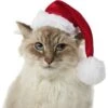 Frisco Holiday Dog & Cat Santa Hat, 1 Count 2 Frisco Holiday Dog & Cat Santa Hat, 1 Count -Cat Supplies 160054 MAIN. AC SS1800 V1663948847