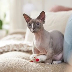 Multipet Lamb Chop Plush Cat Toy With Catnip -Cat Supplies 174204 PT3. AC SS1800 V1682711107