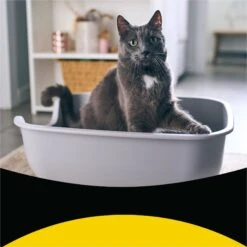 Tidy Max Lightweight Glade Clear Springs Scented Lightweight Clay Cat Litter 13 Tidy Max Lightweight Glade Clear Springs Scented Lightweight Clay Cat Litter -Cat Supplies 175483 PT2. AC SS1800 V1695847298