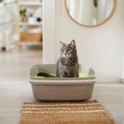 NEON Litter Unscented Clumping Crystal Cat Litter 9 NEON Litter Unscented Clumping Crystal Cat Litter -Cat Supplies 186612 PT3. AC SS1800 V1680789621