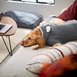 Frisco Bear Hooded Dog & Cat Sweater 15 Frisco Bear Hooded Dog & Cat Sweater -Cat Supplies 223786 PT7. AC SS1800 V1599566227