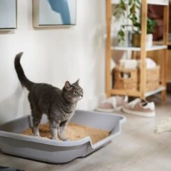 Catalyst Pet Multi-Cat Formula Cat Litter 9 Catalyst Pet Multi-Cat Formula Cat Litter -Cat Supplies 241764 PT3. AC SS1800 V1680789563