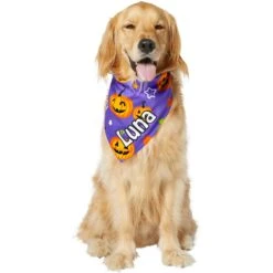 Frisco Halloween Pumpkins Personalized Dog & Cat Bandana -Cat Supplies 242815 PT6. AC SS1800 V1618509475