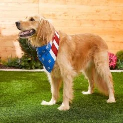Frisco Stars & Stripes Dog & Cat Bandana -Cat Supplies 249329 PT5. AC SS1800 V1632433280