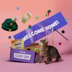 Goody Box Kitten Toys & Treats 12 Goody Box Kitten Toys & Treats -Cat Supplies 258991 PT2. AC SS1800 V1657656401