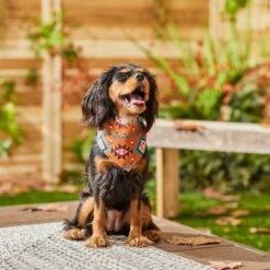 Frisco Southwest Dog & Cat Bandana 15 Frisco Southwest Dog & Cat Bandana -Cat Supplies 267904 PT5. AC SS1800 V1637679734