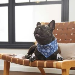 Frisco Fall Vibes Dog & Cat Bandana 15 Frisco Fall Vibes Dog & Cat Bandana -Cat Supplies 267913 PT5. AC SS1800 V1637722289