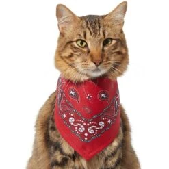 Frisco Red Paisley Dog & Cat Bandana 13 Frisco Red Paisley Dog & Cat Bandana -Cat Supplies 267919 PT3. AC SS1800 V1637652719