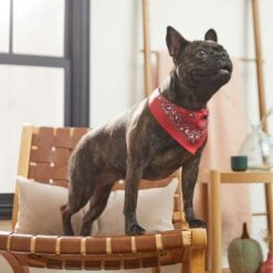 Frisco Red Paisley Dog & Cat Bandana 15 Frisco Red Paisley Dog & Cat Bandana -Cat Supplies 267919 PT5. AC SS1800 V1637687581