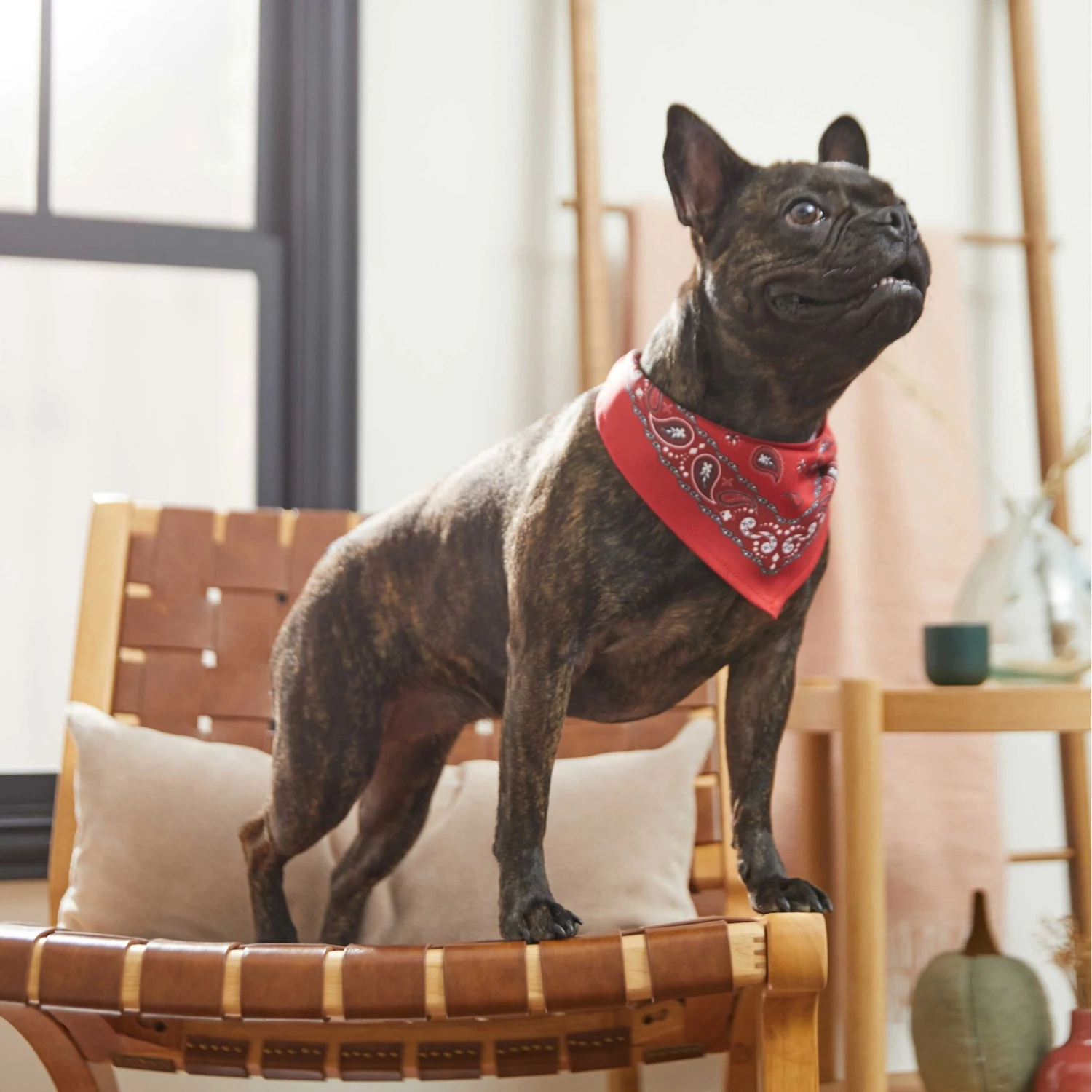 Frisco Red Paisley Dog & Cat Bandana 8 Frisco Red Paisley Dog & Cat Bandana - Image 6