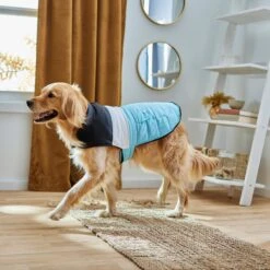 Frisco Mediumweight Colorblock Insulated Dog & Cat Puffer Coat With Pocket, Blue -Cat Supplies 268311 PT8. AC SS1800 V1629766581