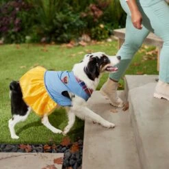 Frisco Chambray Plaid Dog & Cat Dress -Cat Supplies 268637 PT6. AC SS1800 V1637730174