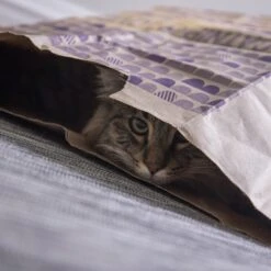 SmartyKat Sweet Greens & Catnip Caves Cat Toy With Catnip -Cat Supplies 269247 PT4. AC SS1800 V1639012944