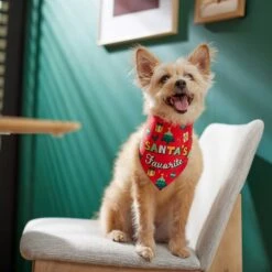 Frisco Santa's Favorite & Cheers To The New Year Dog & Cat Reversible Bandana -Cat Supplies 276285 PT6. AC SS1800 V1637668015