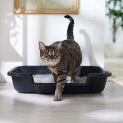 Noba Soy Ultra Clumping Cat Litter, 10-L Bag -Cat Supplies 277484 PT3. AC SS1800 V1680789563