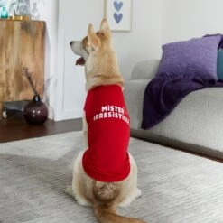 Frisco Mister Irresistible Dog & Cat T-Shirt 14 Frisco Mister Irresistible Dog & Cat T-Shirt -Cat Supplies 292026 PT6. AC SS1800 V1701797008