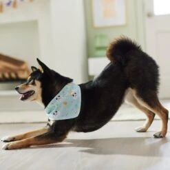 STAR WARS STORMTROOPER Easter Bunnies Dog & Cat Bandana -Cat Supplies 297564 PT5. AC SS1800 V1640712773