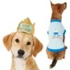 Frisco Happy Birthday Dog & Cat Crown & Frisco It's My Birthday & Cat T-Shirt -Cat Supplies 302470 MAIN. AC SS1800 V1623076950