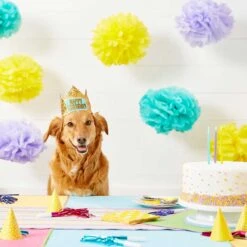 Frisco Happy Birthday Dog & Cat Crown & Frisco It's My Birthday & Cat T-Shirt 14 Frisco Happy Birthday Dog & Cat Crown & Frisco It's My Birthday & Cat T-Shirt -Cat Supplies 302470 PT3. AC SS1800 V1623073946