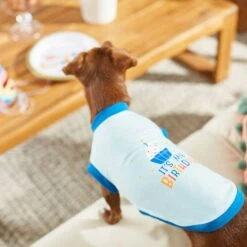 Frisco Happy Birthday Dog & Cat Crown & Frisco It's My Birthday & Cat T-Shirt 18 Frisco Happy Birthday Dog & Cat Crown & Frisco It's My Birthday & Cat T-Shirt -Cat Supplies 302470 PT7. AC SS1800 V1623037657