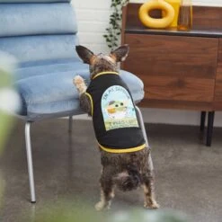 STAR WARS THE MANDALORIAN GROGU "Cutest Bounty" Reversible Dog & Cat Bandana & STAR WARS THE MANDALORIAN GROGU "Left Unsupervised" Dog & Cat T-Shirt 16 STAR WARS THE MANDALORIAN GROGU "Cutest Bounty" Reversible Dog & Cat Bandana & STAR WARS THE MANDALORIAN GROGU "Left Unsupervised" Dog & Cat T-Shirt -Cat Supplies 303014 PT6. AC SS1800 V1632370589