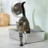 Frisco Stainless Steel Cat Litter Box -Cat Supplies 309857 MAIN. AC SS1800 V1675279582