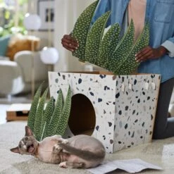 Frisco Potted Succulent Cardboard Cat House 11 Frisco Potted Succulent Cardboard Cat House -Cat Supplies 317723 PT3. AC SS1800 V1688677248