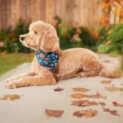 Pixar Coco Remember Me Dog & Cat Bandana 14 Pixar Coco Remember Me Dog & Cat Bandana -Cat Supplies 335293 PT7. AC SS1800 V1658150482