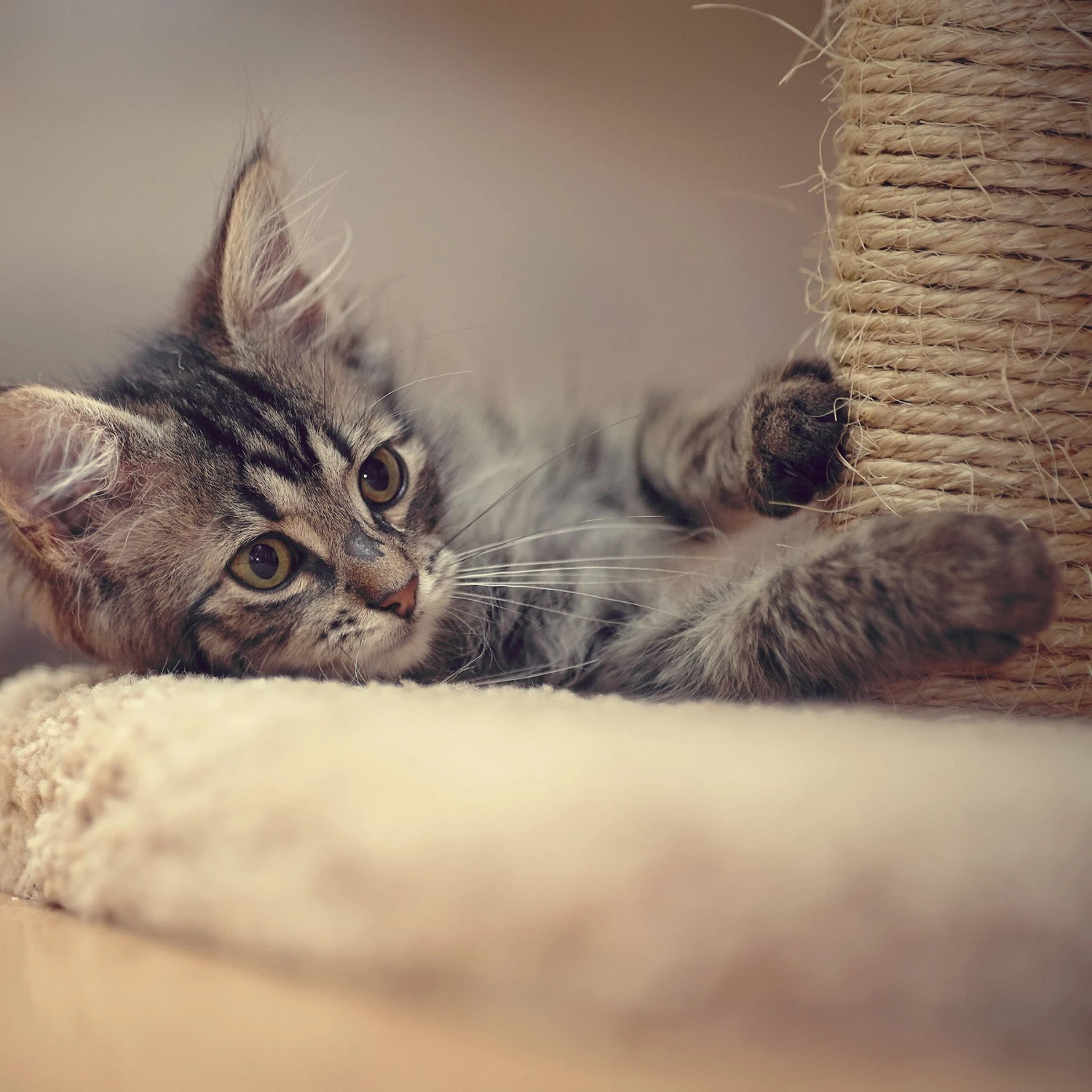 Pet Adobe 19-in Sisal Cat Tree & Condo 7 Pet Adobe 19-in Sisal Cat Tree & Condo - Image 5