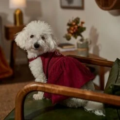 Frisco Sleepy Face Dog & Cat Dress -Cat Supplies 353657 PT6. AC SS1800 V1660750164