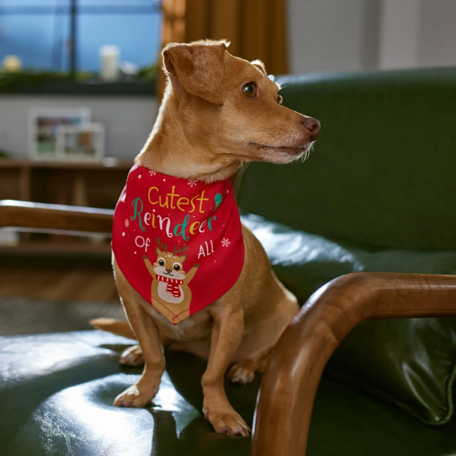 Frisco Cutest Reindeer Of All Dog & Cat Bandana 9 Frisco Cutest Reindeer Of All Dog & Cat Bandana - Image 7