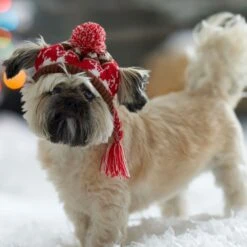 Frisco Reindeer Fair Isle Dog & Cat Pom Hat -Cat Supplies 358309 PT4. AC SS1800 V1661797821