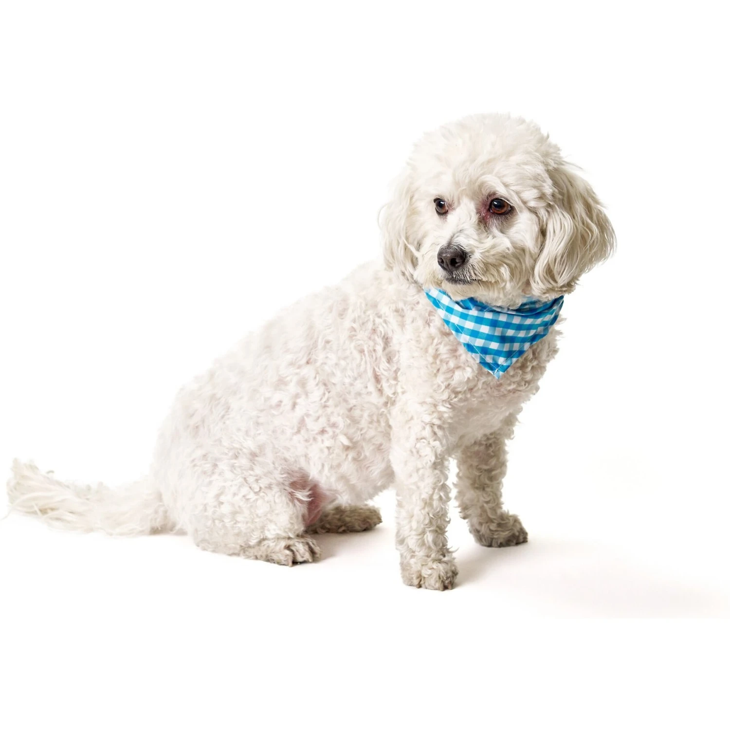 Boulevard Personalized Remy Gingham Dog Bandana 7 Boulevard Personalized Remy Gingham Dog Bandana - Image 5