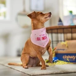 Frisco Dog & Cat Birthday Bandana -Cat Supplies 608206 PT5. AC SS1800 V1676643860