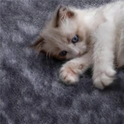 Yaheetech 3-Level Plush Cat Tree, Dark Gray, Medium -Cat Supplies 705022 PT3. AC SS1800 V1668546620