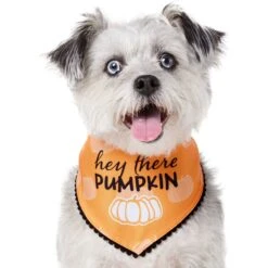 Frisco Hey There Pumpkin Dog & Cat Bandana -Cat Supplies 706374 PT2. AC SS1800 V1690478413
