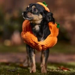 Frisco Pumpkin Ball Dog & Cat Costume -Cat Supplies 708902 PT7. AC SS1800 V1689282553