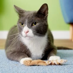 Ethical Pet Skinneeez Forest Creature Stuffing-Free Plush Cat Toy With Catnip, Color Varies 11 Ethical Pet Skinneeez Forest Creature Stuffing-Free Plush Cat Toy With Catnip, Color Varies -Cat Supplies 71305 PT8. AC SS1800 V1503351701