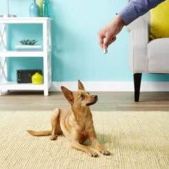 Ethical Pet Laser Exerciser Original 2 In 1 Dog & Cat Toy 14 Ethical Pet Laser Exerciser Original 2 In 1 Dog & Cat Toy -Cat Supplies 71427 PT4. AC SS1800 V1553880425