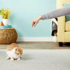 Ethical Pet Laser Exerciser Original 2 In 1 Dog & Cat Toy 15 Ethical Pet Laser Exerciser Original 2 In 1 Dog & Cat Toy -Cat Supplies 71427 PT5. AC SS1800 V1553880443