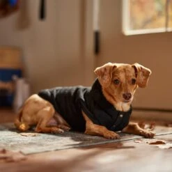 Frisco Quilted Fleece Dog & Cat Pullover Hoodie 18 Frisco Quilted Fleece Dog & Cat Pullover Hoodie -Cat Supplies 721030 PT7. AC SS1800 V1692378399